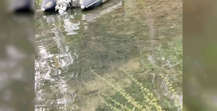 Fırat Nehri’nde akıntı arttı: Binlerce balık kıyıya akın etti