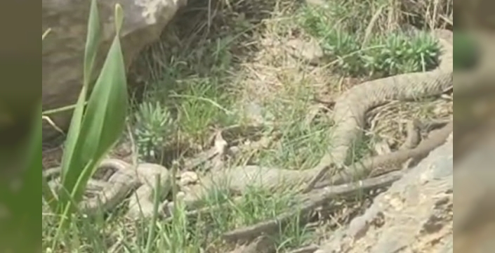 Hakkari’de doğaseverler dev engerekle karşılaştı