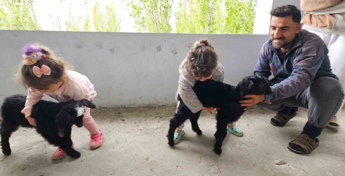 Hasköy’de gök gürültüsünden korkan yavru keçiler balkona sığındı