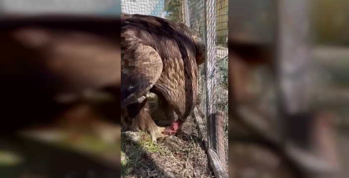 Iğdır’da bitkin halde bulunan kaya kartalı tedavisi sonrası doğaya salındı