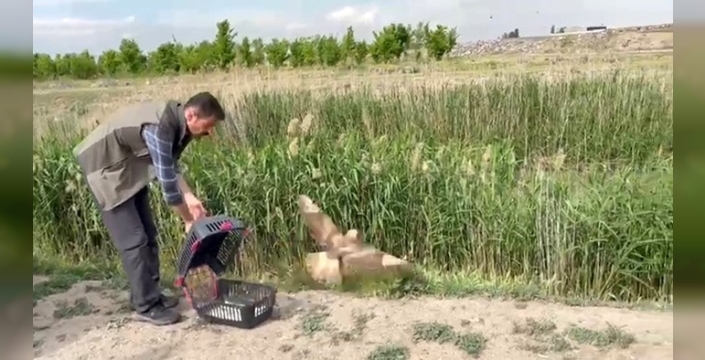 Iğdır’da yaralı bulunan şahin yeniden doğaya bırakıldı