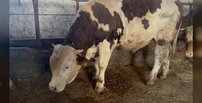 Kars’ta 600 kiloluk boğa görenlerin ilgisini çekiyor