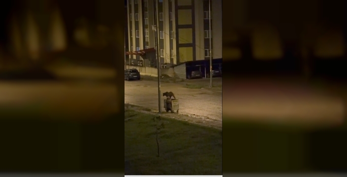 Kars’ta ayıların görev paylaşımı: Biri yedi, diğeri nöbet tuttu