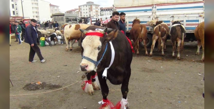 Kars’ta kurban pazarı hareketlendi: 700 kiloluk süslenmiş düve ilgi odağı oldu