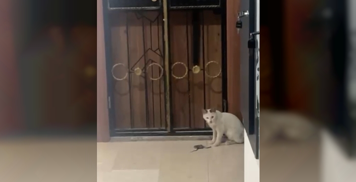 Kedinin yılanla oyunu kamerada