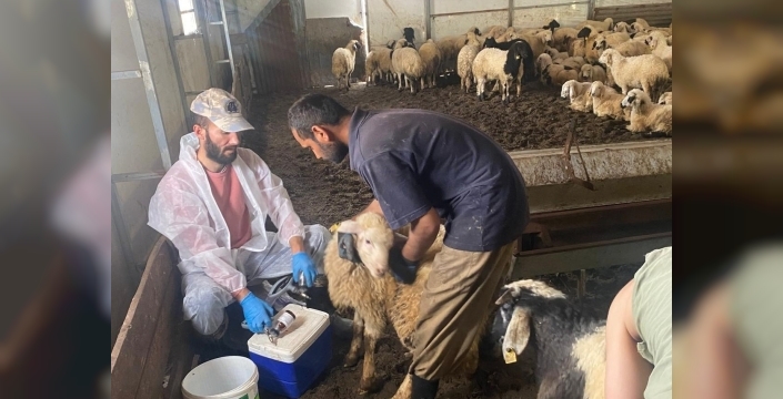 Kemah’ta küçükbaş hayvanlar için sağlık taraması yapıldı