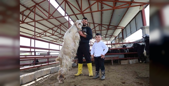 Kurban mesaisinde ’rekor’ heyecanı: 140 kilogramlık dev keçi