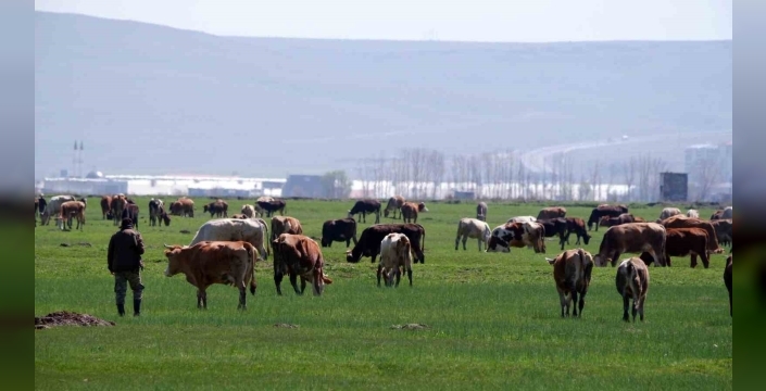 Kurban satışlarında sosyal medya tuzağı