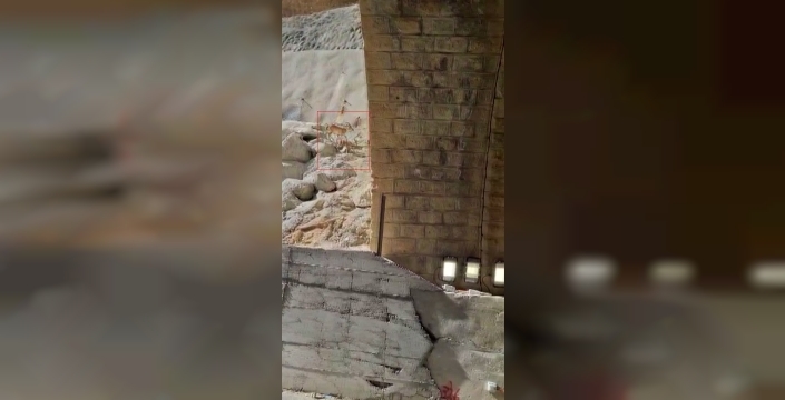 Malatya’da dağ keçileri görüntülendi