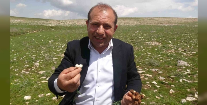 Malatya’da yüksek rakımlı bölgelerde çiğdem mesaisi
