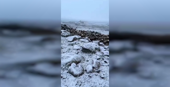 Mayıs sonunda Kars’a kış geri döndü, eksi 5 derecede kar sürprizi