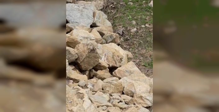Muş’ta nadir görülen beyaz sansar görüntülendi