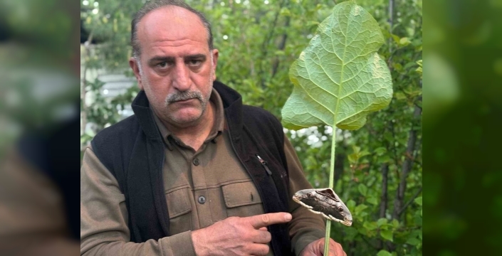 Oltu’da baykuş kelebeği görüntülendi