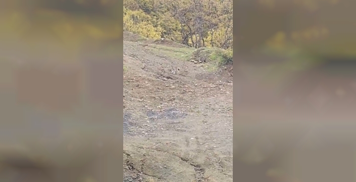 Pülümür’de vaşak görüntülendi