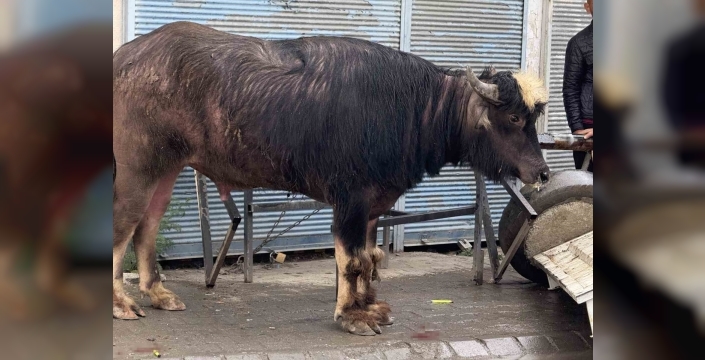 Sahibinin elinden kaçan manda yaşlı adamı yere savurdu
