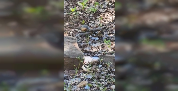Tunceli’de kocabaş yılan, sincabı avladı