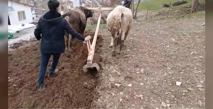 Zamana direnen gelenek: Bahçesaray’da traktörün giremediği dik yamaçlarda karasaban mesaisi