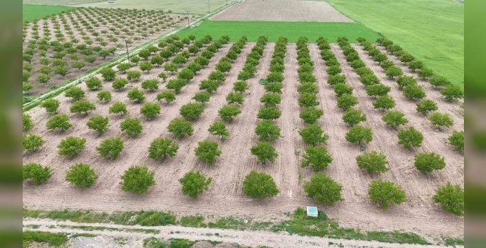 Zirai don ve iklim şartları kayısıda verim beklentisini düşürdü